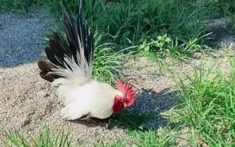 世界前十名鸡的品种有哪些，来看看有你认识的吗