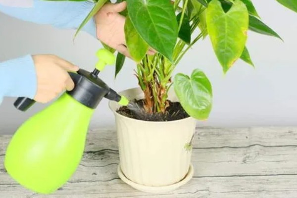 花盘里有小白虫子的解决方法,可以喷洒辣椒水、胡椒水等