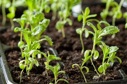 黄芪地膜覆盖抗旱栽培技术推广与应用 黄芪地膜覆盖抗旱栽培技术推广与应用