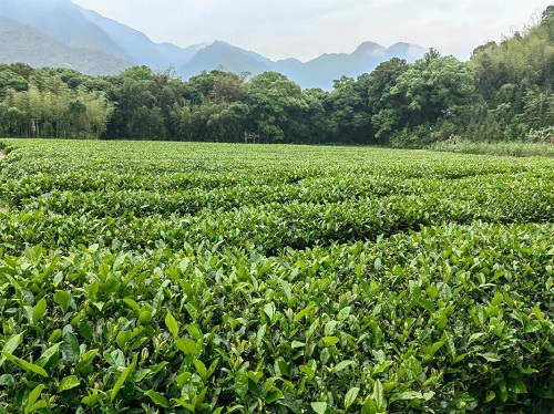 秋季茶园管理技术要点详解 秋季茶园管理技术要点详解