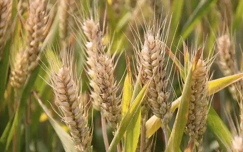 秋冬设施蔬菜科学施肥有妙招 精准施策助力提质增产 秋冬设施蔬菜科学施肥有妙招 精准施策助力提质增产