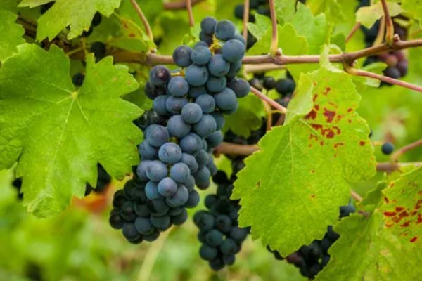 鲤鱼喜欢吃什么天然饵料,玉米、麦粒、红薯等种类都适合使用