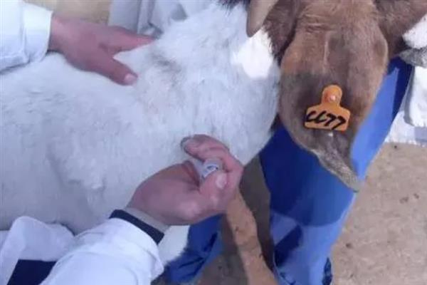 母羊产前瘫痪的原因，可能是后期营养不均衡所致