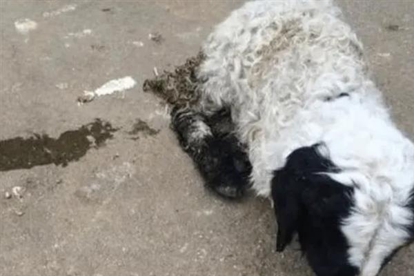 种植竹笋要注意什么，成熟期需追施农家肥与复合肥