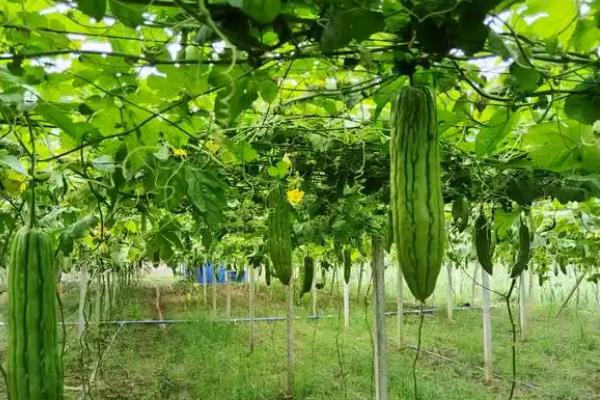 种植竹笋要注意什么，成熟期需追施农家肥与复合肥