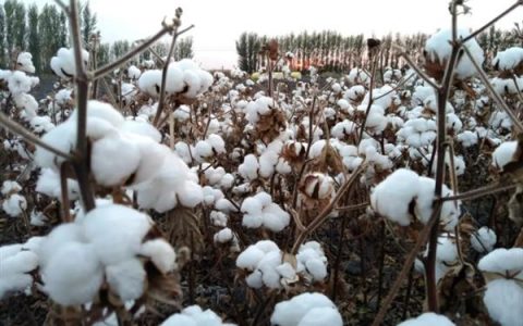 苦瓜种植是否必须浸种？播种前不浸种能发芽吗？