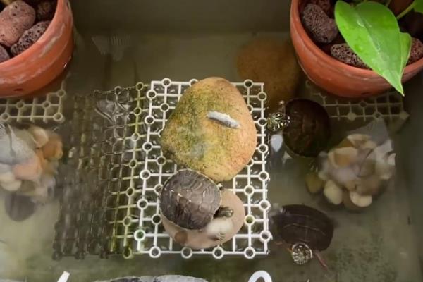 苦瓜的种植方法，播种前需先浸种