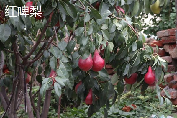 哪些作物的种植前景比较好，当前可以考虑蓝宝石葡萄、白草莓、秋葵等果蔬