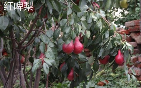 蜈蚣草仅生长在温带地区？难道它不能适应热带和亚热带气候吗？