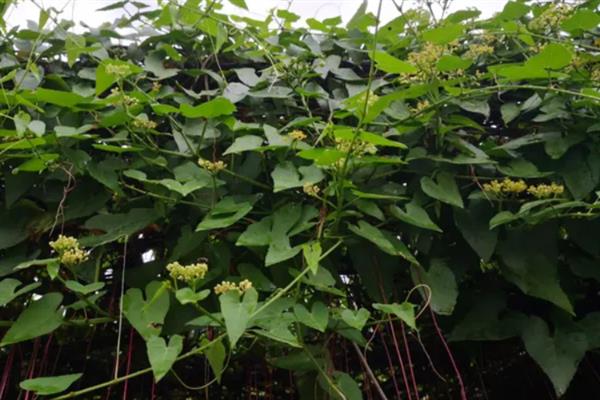 锦屏藤怎么种植，需要每隔1-2天给植株浇水一次
