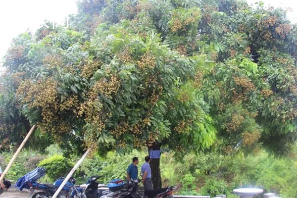 白菜上的黑点是什么，可能是菜虫的虫屎