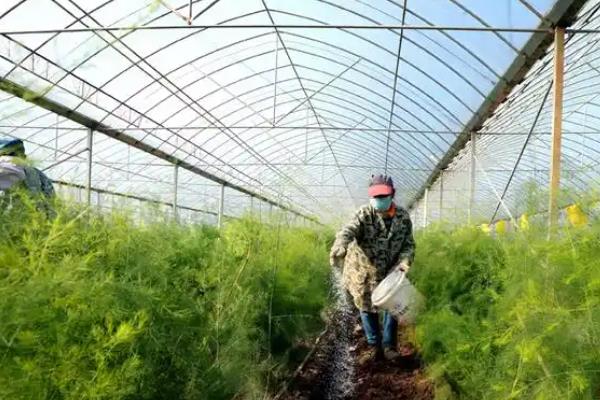 芦笋的采收次数，一年可以采收两次