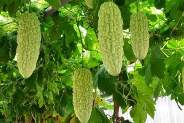 番红花有什么花语，黄色番红花代表失恋、请相信我