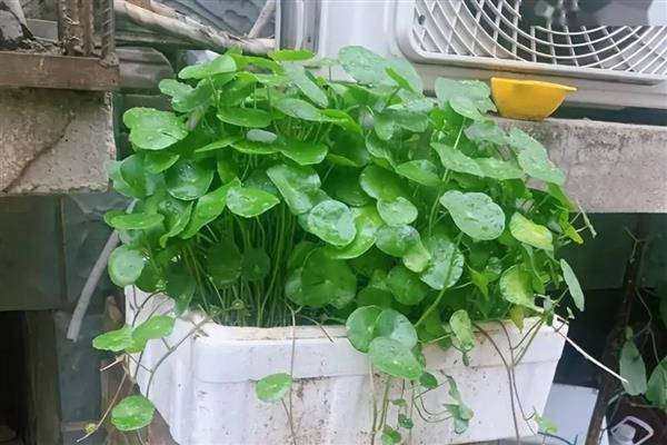 玉源7879的特征特性， 生育期为126天