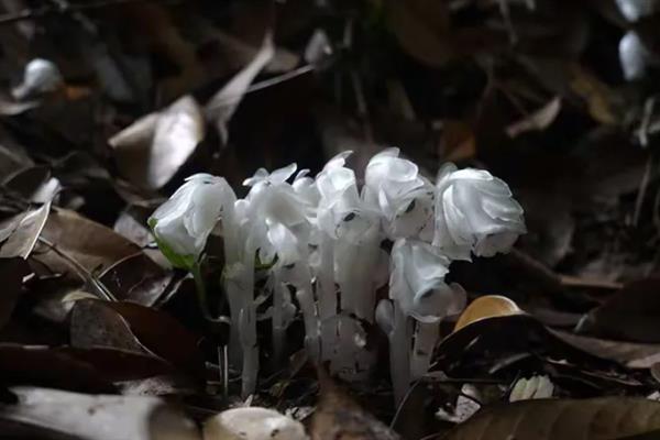 水晶兰何时开花，花期在8-9月