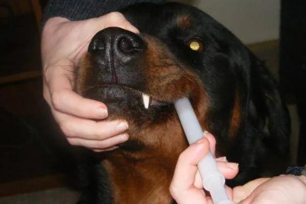 狗狗喂药难怎么办，要想办法诱导