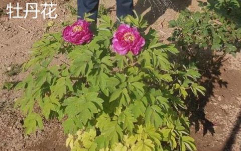 北方耐寒多年生庭院花卉有哪些，有牡丹花、海棠花等