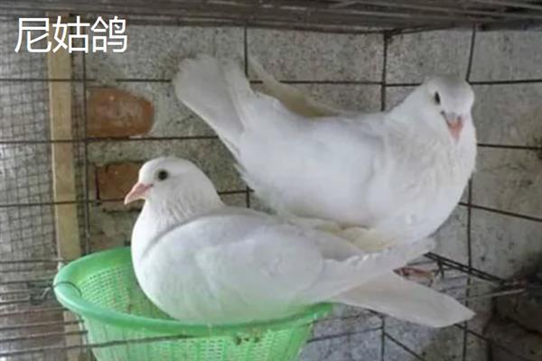 有什么耐阴的室内花卉，常见绣球花、一帆风顺等品种