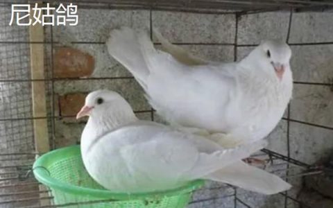 国内有什么观赏鸽，常见雪鸽、马甲球鸽、摩登娜鸽等品种