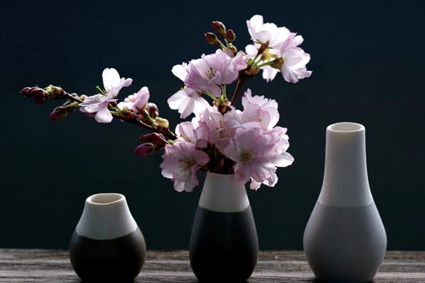 油麦菜和莴笋叶的区别，营养价值和外观均不同