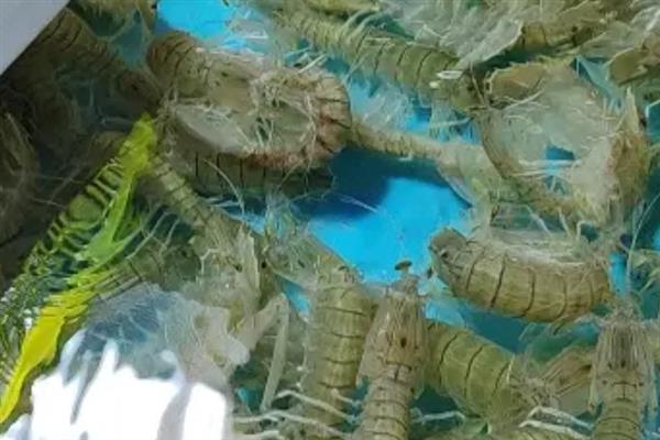 头胎怀孕母猪一天的喂料标准，配种到30日龄饲喂1.8kg的饲料