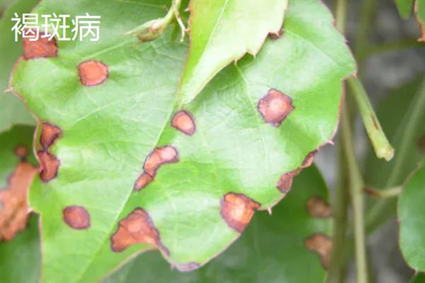 一串红在什么季节开花，期是7月至霜降