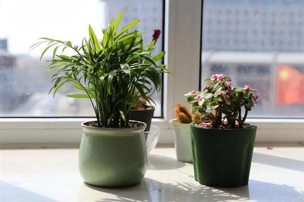 一串红在什么季节开花，期是7月至霜降