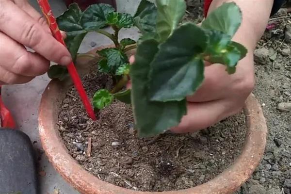 一串红在什么季节开花，期是7月至霜降
