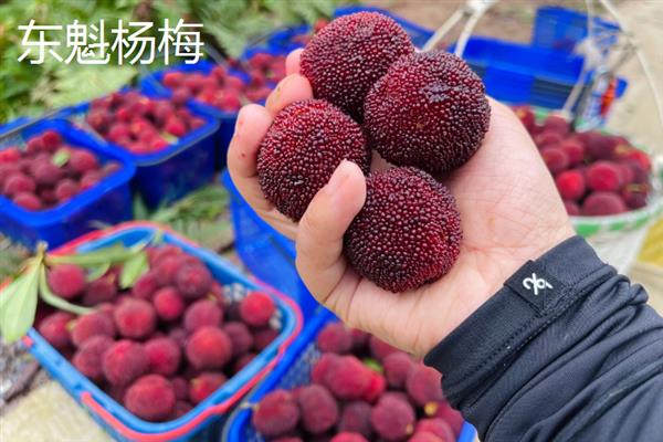 杨梅种子在几月播种，可以在春季或秋季播种