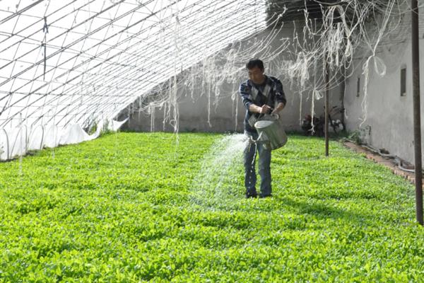 棚菜遇倒春寒如何应对，常用以下4种方式