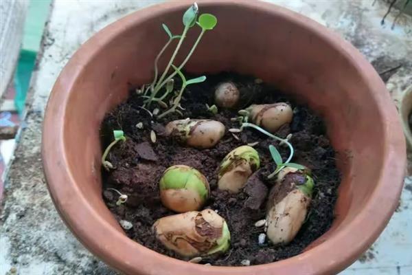 茶花为什么开一半就萎蔫，大多是空气干燥、花蕾较多、缺少光照等因素引起