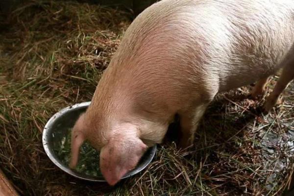 育肥猪一天的采食量，等于实际体重乘以系数