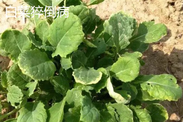 白菜病害症状，幼苗根部发黑、叶片呈水浸状一般是患有黑腐病