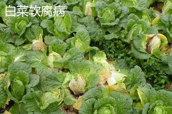 白菜病害症状，幼苗根部发黑、叶片呈水浸状一般是患有黑腐病