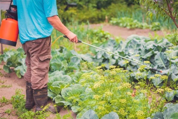白菜病害症状，幼苗根部发黑、叶片呈水浸状一般是患有黑腐病