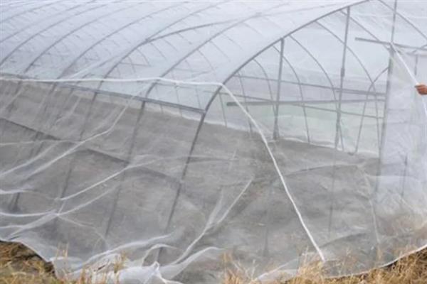 甘蔗的种植数量，一亩地栽培2000-2500棵左右