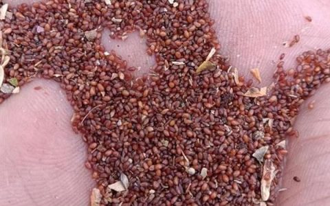 地图鱼趴缸的原因，通常是吃得太多、缺少氧气等因素引起