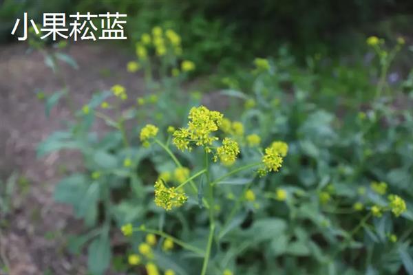 板蓝根的常见病虫害及防治方法，常见的有霜霉病、根腐病等