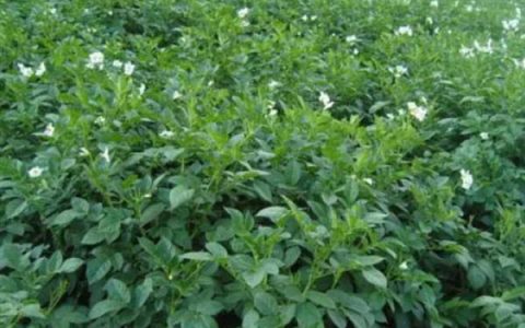 人工喂养小羊如何成活,建议使用羊奶粉或者人工乳