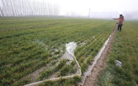 低温天气对小麦打除草剂的影响，药液无法充分利用会导致杀草不彻底