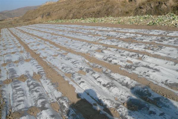 覆盖地膜有什么作用，能起到提高土温、防止土壤板结等效果