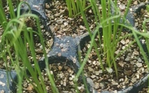 葱苗移栽后多长时间浇水，移栽后需要马上浇灌