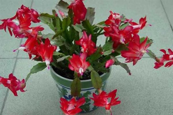空心菜的种植方法，可在春秋季节进行