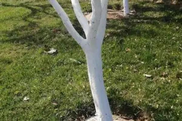 沃柑受冻后能不能缓过来，轻微冻伤只需剪除腐烂发软的叶片