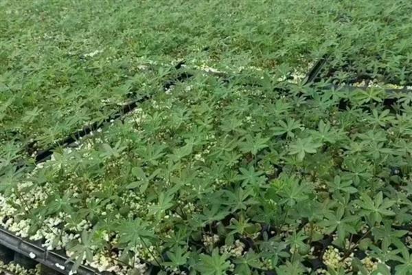 羽扇豆有什么花语，代表母爱、幻想和苦涩