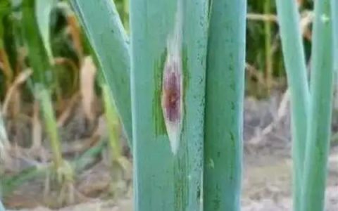 果树秋季施肥要注意什么，有机肥需腐熟后才能使用