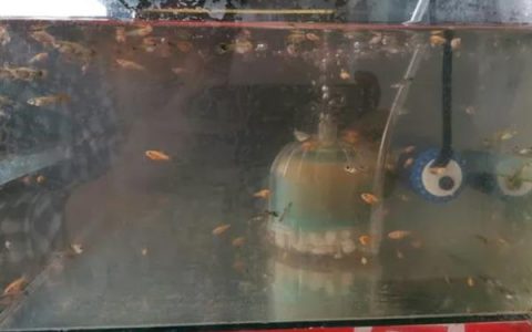 闯缸鱼死了要不要重新开缸，重新开缸养水后再试水