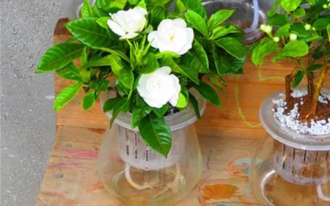 栀子花能水养吗？栀子花可以水养，难道不可以吗？