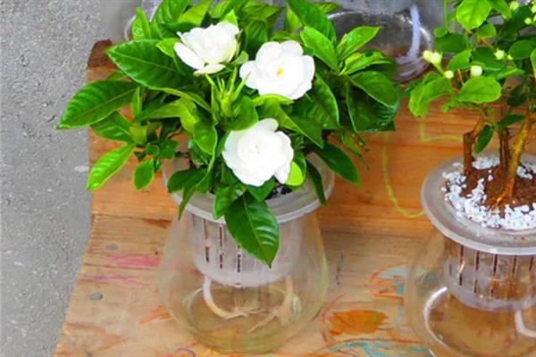 栀子花能水养吗，栀子花可以水养