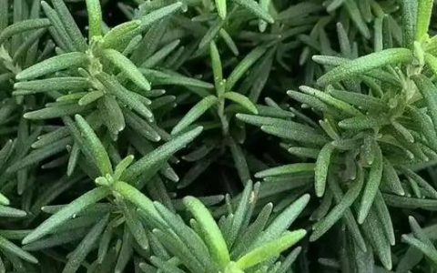 怎么防治迷迭香枯萎病，剪除发黄的叶片并喷洒杀菌剂